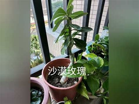 適合西曬的植物|【適合西曬陽台的植物】「解決西曬陽台煩惱！25 種適合西曬陽。